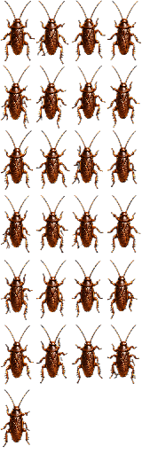 cockroch